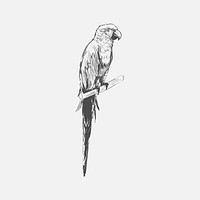 Illustration drawing style of parrot