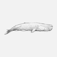Illustration drawing stye of sperm whale
