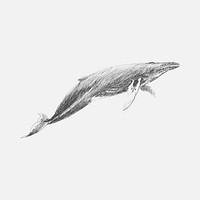 Illustration drawing stye of humpback whale by Charles Dessalines D' Orbigny (1806-1876). Digitally enhanced from our own 1892 edition of Dictionnaire Universel D'histoire Naturelle.