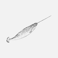 Illustration drawing stye of narwhal by Charles Dessalines D' Orbigny (1806-1876). Digitally enhanced from our own 1892 edition of Dictionnaire Universel D'histoire Naturelle.