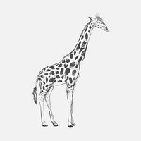 Illustration drawing style of giraffe