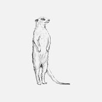 Illustration drawing style of meerkat