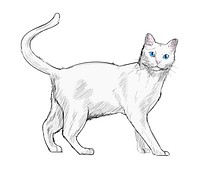 Illustration drawing style of cat
