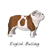 Illustration drawing style of dog