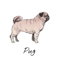 Illustration drawing style of dog