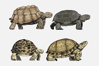Illustration drawing style of turtle