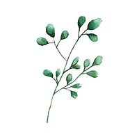 Silver dollar eucalyptus leaves painted in watercolor vector