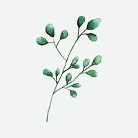 Silver dollar eucalyptus leaves painted in watercolor vector