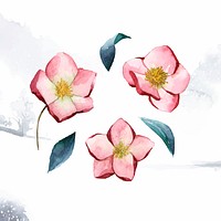 Hellebore flowers painted by watercolor vector