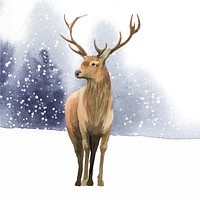 Male deer painted by watercolor vector
