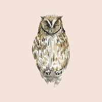 Hand-drawn owl watercolor style vector