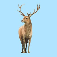 Male deer painted by watercolor vector