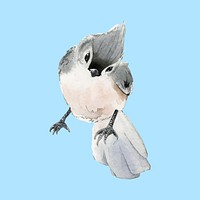 Hand drawn tufted titmouse bird watercolor style vector