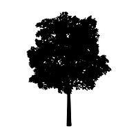 Eastern cottonwood silhouette on white background
