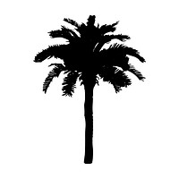 Palm tree silhouette on white background