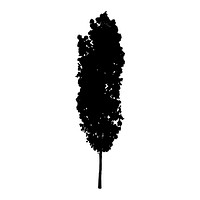 Poplar tree silhouette on white background