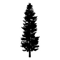 Pine tree silhouette on white background