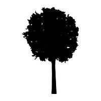 European ash tree silhouette on white background