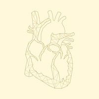 Linear illustration of a heart
