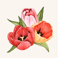 Hand drawn tulip flower isolated