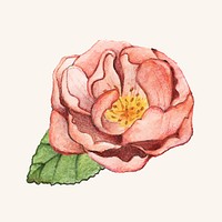 Hand drawn peony flower isolated
