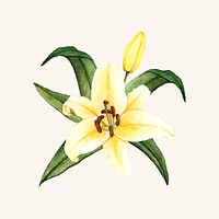 Hand drawn white lily flower isolated