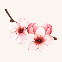 Hand drawn cherry blossom flower isolated