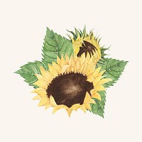 Hand drawn sunflower isolated on beige background