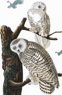 Snowy Owl from Birds of America (1827) by John James Audubon. Adult coloring page.