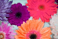 Closeup of colorful flowers floating on water