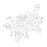 Chrysanthemum flower design adult coloring
