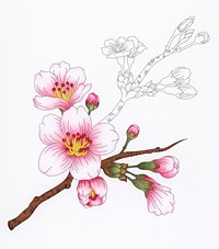 Sakura cherry blossoms adult coloring