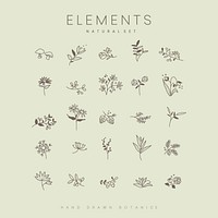 Set of hand drawn botanical elements vector