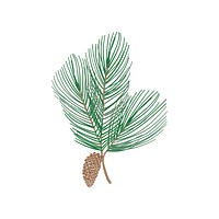 Fir tree branch with a pine cone vector