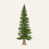 Hand drawn spruce tree vector
