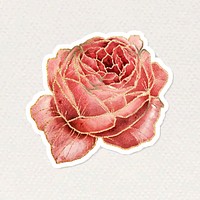 Pink cabbage flower sticker with gold element vector