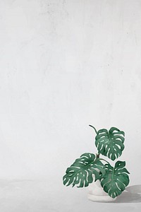 Blank monstera leaves frame vector