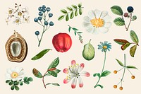 Fruit and flower psd vintage set hand drawn illustration