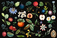 Fruit and flower psd vintage set hand drawn illustration