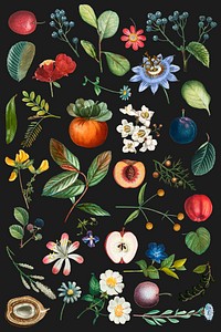 Flowers and fruits collection vector