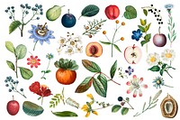 Fruit and flower psd vintage set hand drawn illustration