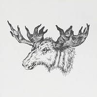 Hand drawn moose head illustration