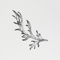 Hand drawn leaf branch illustration