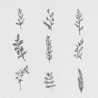 Hand drawn plants collection vector