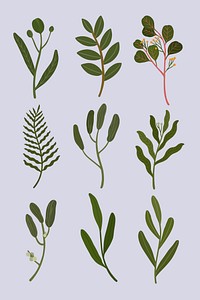Botanical leaves on a gray background illustration