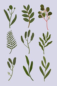 Botanical leaves on a gray background vector