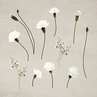 Blooming white carnation design element collection illustration