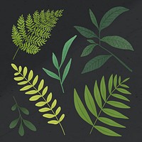 Green leaf design element set on a gray background vector