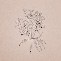 Hand drawn calliopsis flower illustration