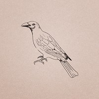 Hand drawn tanager bird illustration